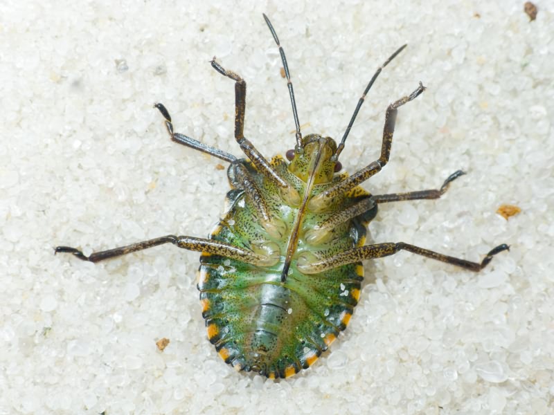 Pentatoma (Pentatoma) rufipes (Linnaeus, 1758)